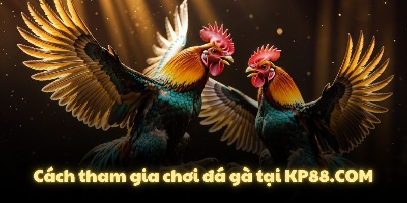 Cách tham gia chơi đá gà tại KP88.COM