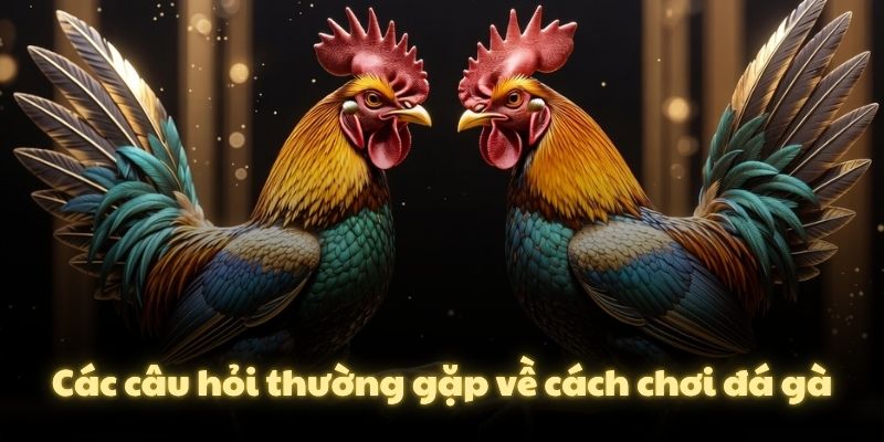 Các câu hỏi thường gặp về cách chơi đá gà