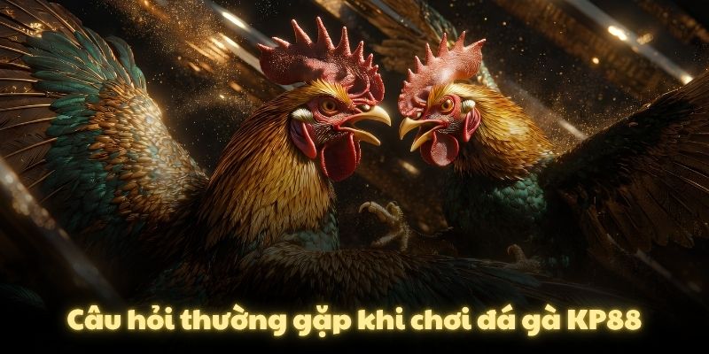 Câu hỏi thường gặp khi chơi đá gà KP88